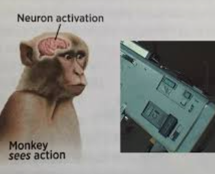 Кнопка это баг или фича?